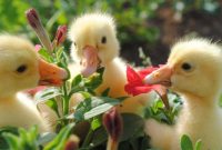 Adorable Baby Duckling How To Improve Fuel Efficiency In Vehicles