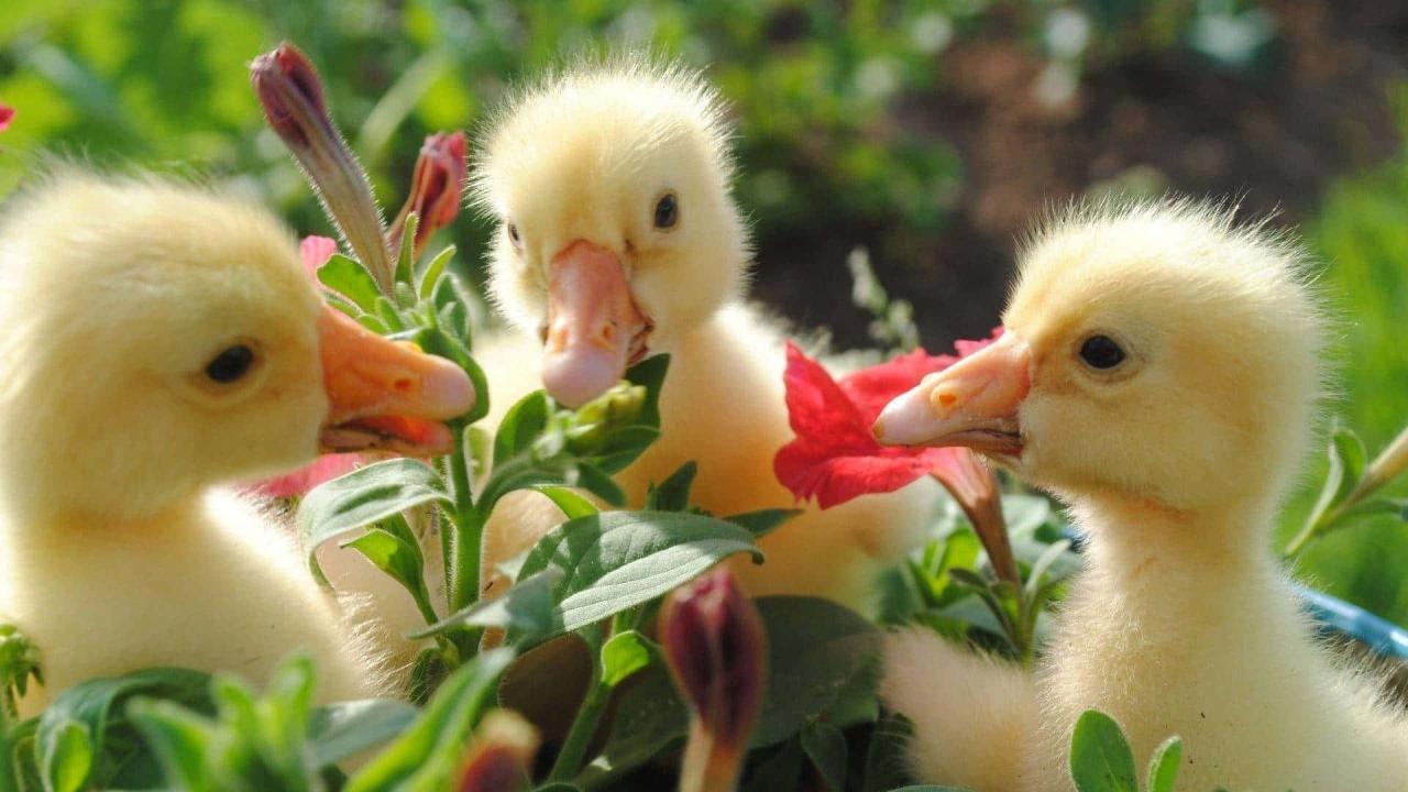 Adorable Baby Duckling How To Improve Fuel Efficiency In Vehicles