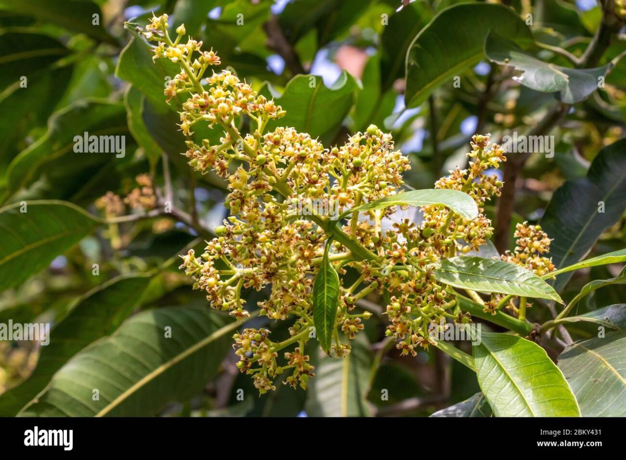 Mango Tree Flowers Best Online Resources For Skill Development And Education