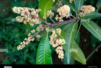 Mango Tree Flowers Colour Best Online Resources For Skill Development And Education