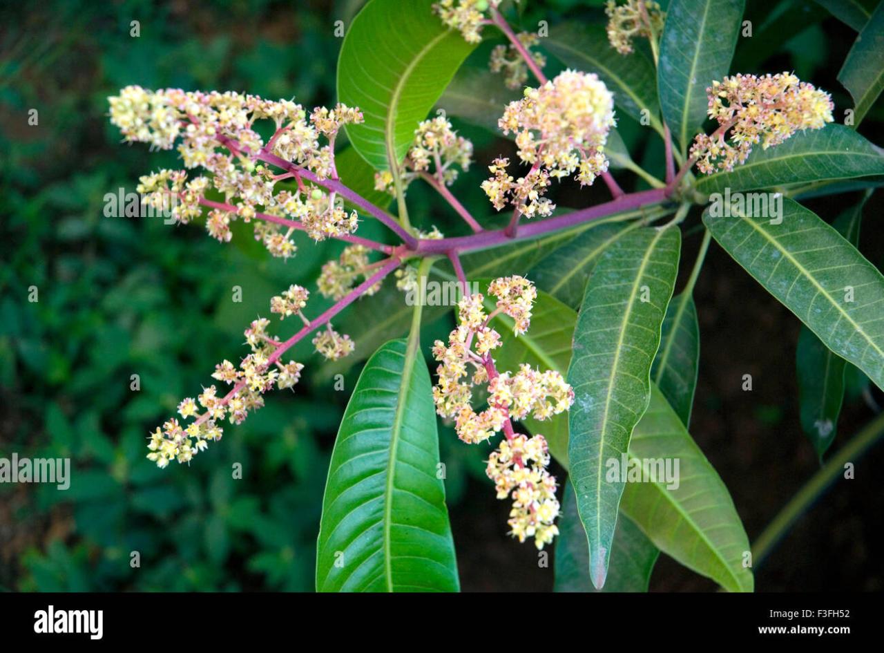 Mango Tree Flowers Colour Best Online Resources For Skill Development And Education